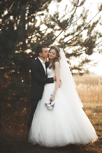 Элегантная красивая свадебная пара позирует в парке на закате — стоковое фото