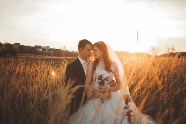 Elegante hermosa pareja de boda posando en el parque al atardecer —  Fotos de Stock