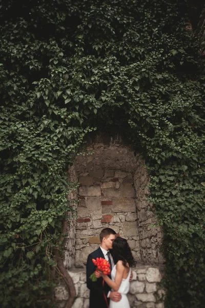 Elegante bella coppia di sposi, sposa e sposo in posa nel parco vicino a un muro di cespugli — Foto Stock