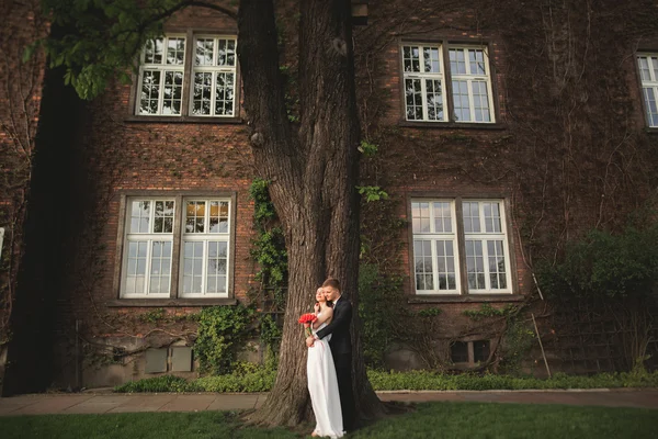 エレガントな美しい結婚式のカップルの茂みの壁の近くの公園でポーズをとって新郎新婦 — ストック写真