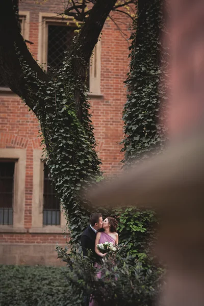 欧洲夫妻，新娘和新郎亲吻那棵大树附近的公园里 — 图库照片