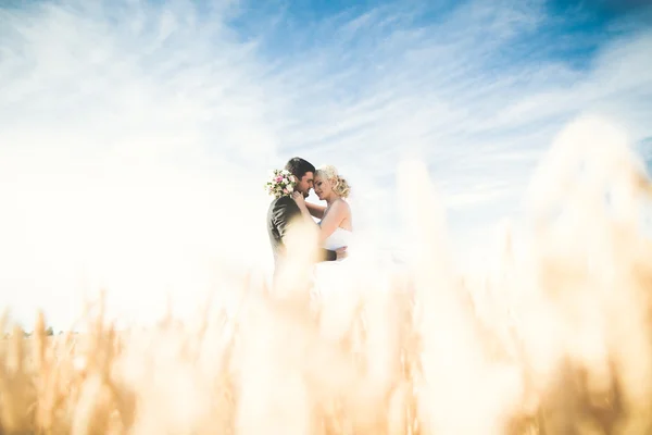 Nádherný pár v poli, milenci nebo novomanželka pózuje s perfektní modrá obloha — Stock fotografie