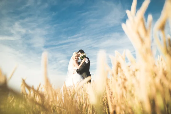 Elegant stylish happy blonde bride and gorgeous groom posing in wheat field on the background blue sky — Stock Photo, Image