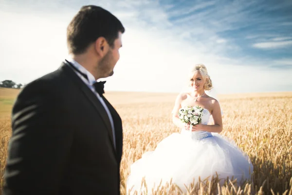 美しい結婚式のカップルと青い空の麦畑でポーズ新郎新婦 — ストック写真