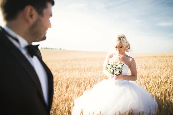 Elegante elegante novia rubia feliz y magnífico novio posando en el campo de trigo en el cielo azul de fondo —  Fotos de Stock