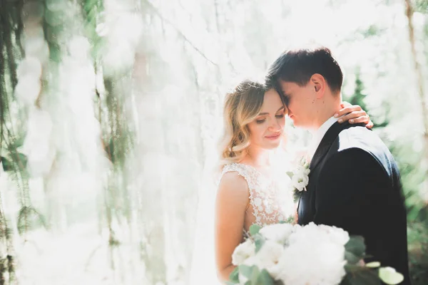 Romantic, fairytale, happy newlywed couple hugging and kissing in a park, trees in background — Stock Photo, Image