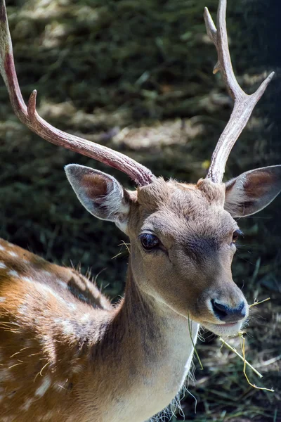 Deer in the park — Stock Photo, Image