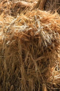 Buğday yığını. Ladakh, Hindistan.