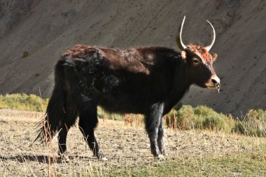 Alan - stok kangri, Ladakh, Hindistan yak