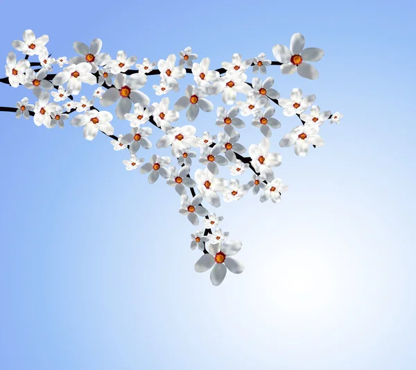 Квітуча гілка дерева з білими квітами — стоковий вектор