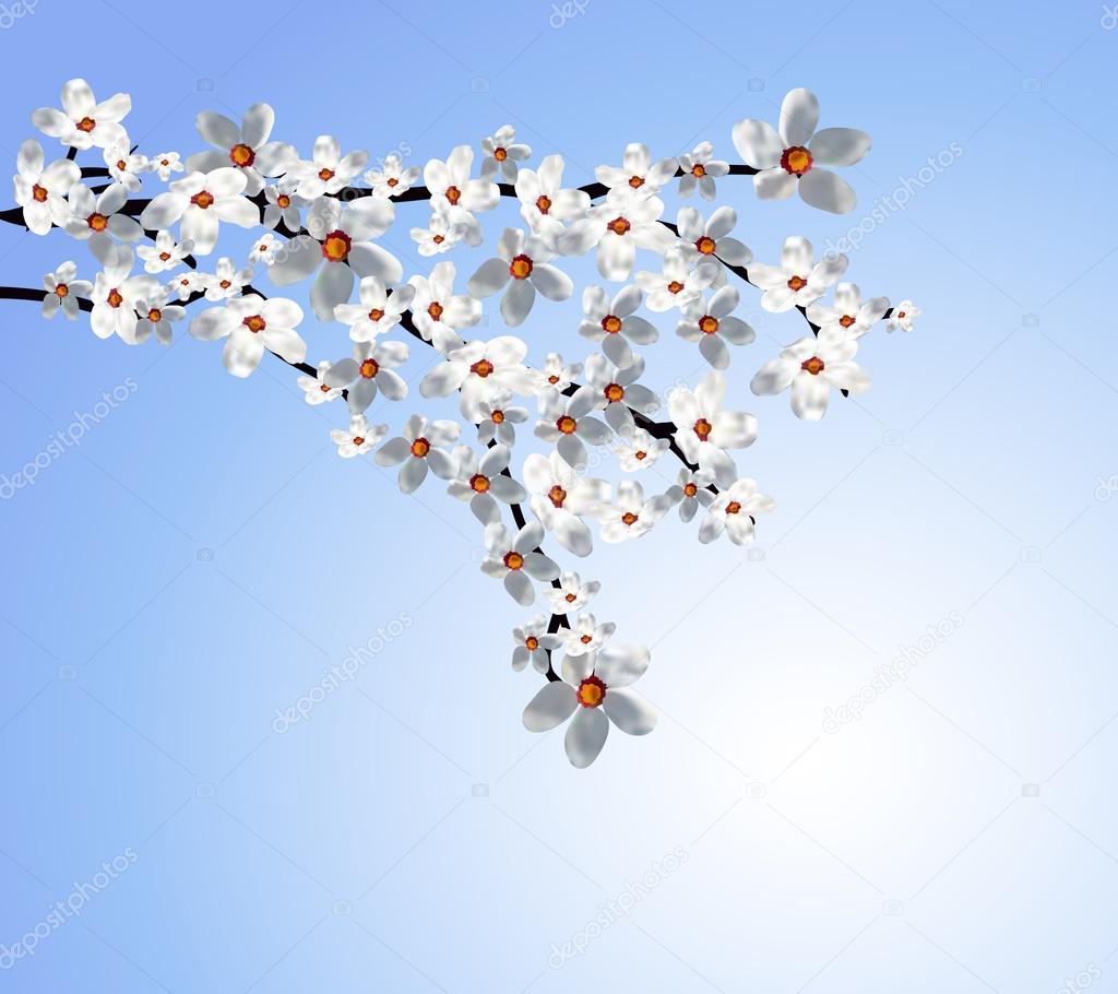 Blossoming tree branch with white flowers 