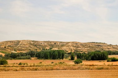 Yazın tarlaları ve ağaçları olan bir manzaranın arka planındaki tepe..