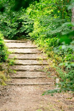 Eski taş basamaklı yeşil ormanın dikey görüntüsü.