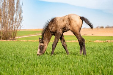 Genç kahverengi tay tarlada taze ot yiyor..