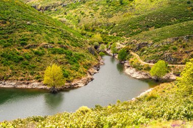 Çalılar ve akan bir nehri olan kır çiçekleriyle manzara.