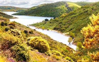 Yeşil bir dağ manzarası, kır çiçekleri ve bir nehir..
