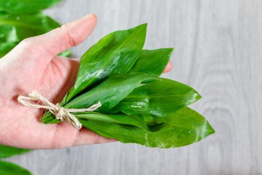Wild garlic leaves in hand clipart