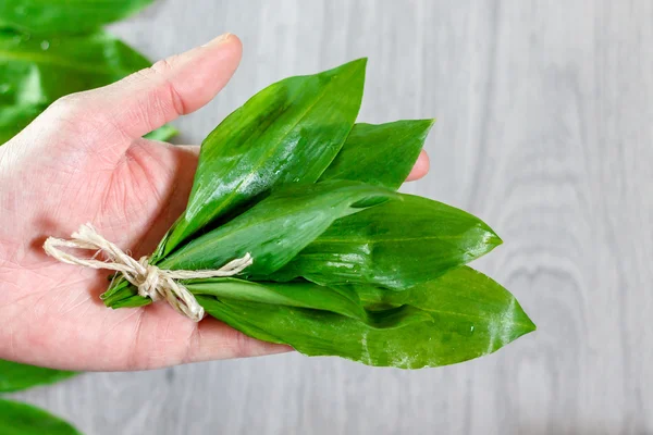 Hojas de ajo silvestre en mano — Foto de Stock