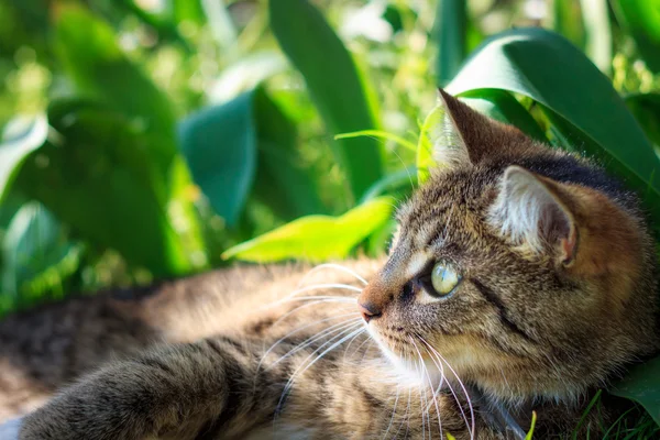 Cat lying in grass — Stock Photo, Image