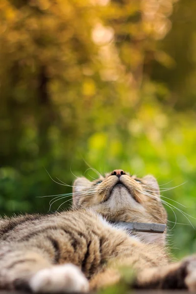 Gato mirando hacia arriba — Foto de Stock