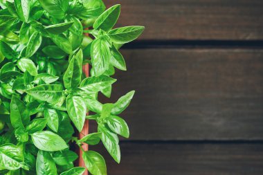 taze fesleğen bitki