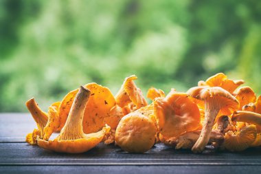 Taze Cantharellus cibarius aldı
