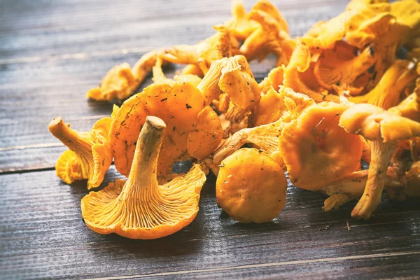 Taze Cantharellus cibarius aldı