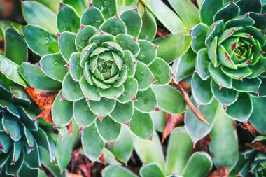 Olağanüstüsarı closeup