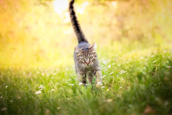 Gato andando em direção a câmera — Fotografia de Stock
