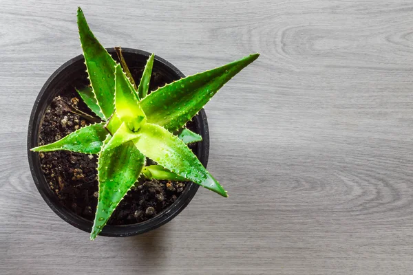Ahşap zemin üzerine tencerede aloe vera