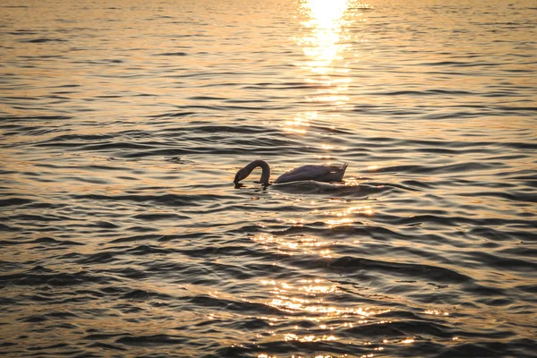 Kuğu ile gün batımını izlemek