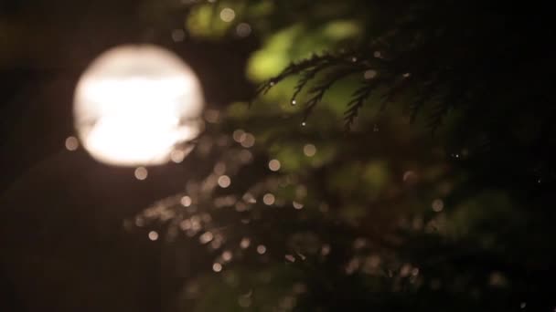 Gotas de lluvia de burbujas de fantasía en ramas de pino desenfocadas . — Vídeo de stock