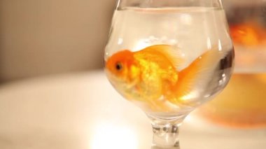 bir bardakta Yüzme goldfish