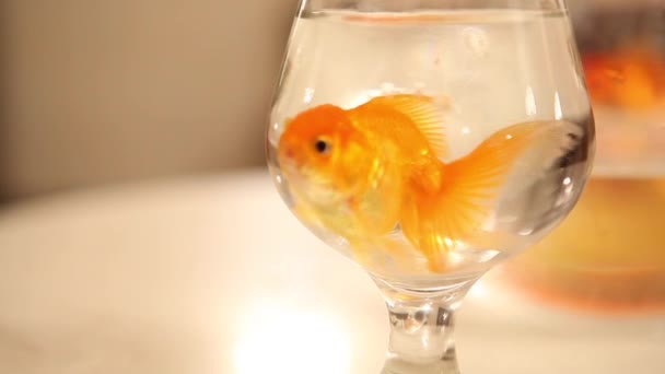 Goldfisch schwimmt im Glas — Stockvideo