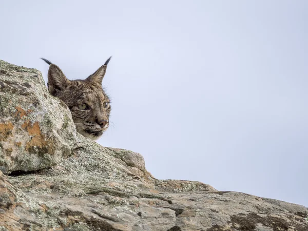 Lince ibérico oculto —  Fotos de Stock