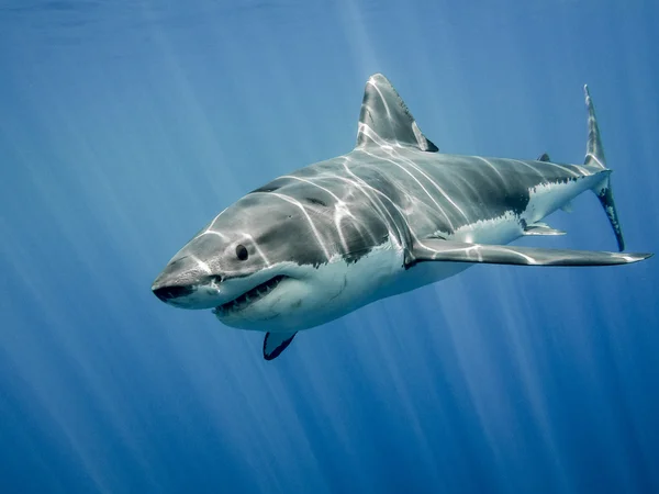 O grande tubarão branco no grande azul — Fotografia de Stock