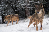 Ein paar iberische Wölfe mit blauen Augen im Schnee
