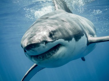 Great white shark  smile clipart