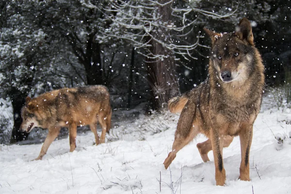 Paar Iberische wolven met blauwe ogen in de sneeuw — Stockfoto
