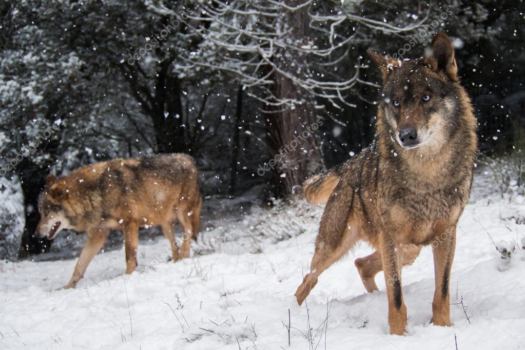 Couple of Iberian wolves with blue eyes in the snow