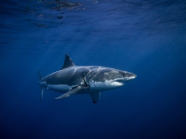 Tagged büyük beyaz köpekbalığı güneş ışınları altında mavi okyanus