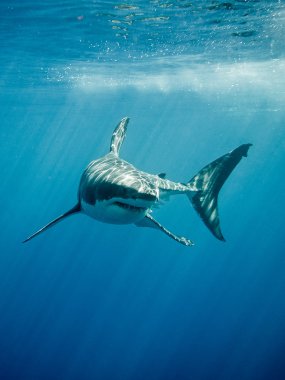 Büyük beyaz köpekbalığı fings ve mavi okyanus dişlerde