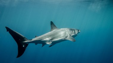 Büyük beyaz köpekbalığı Kaudal fin güneş ışınları mavi okyanusun altında
