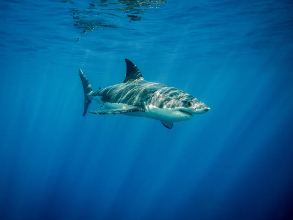 Gran tiburón blanco nadando en azul bajo los rayos del sol — Foto de Stock