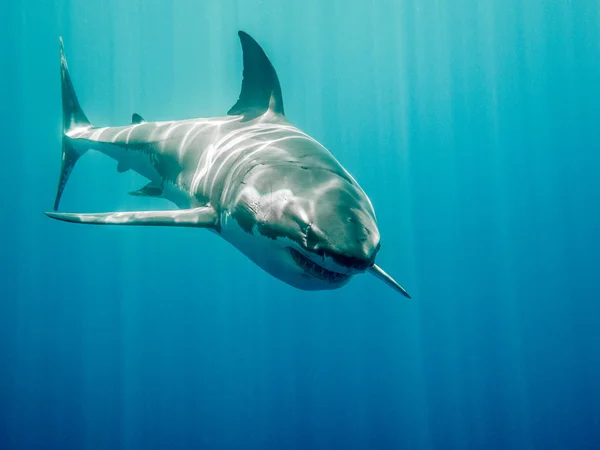 大白鲨布鲁斯从海底总动员 — 图库照片
