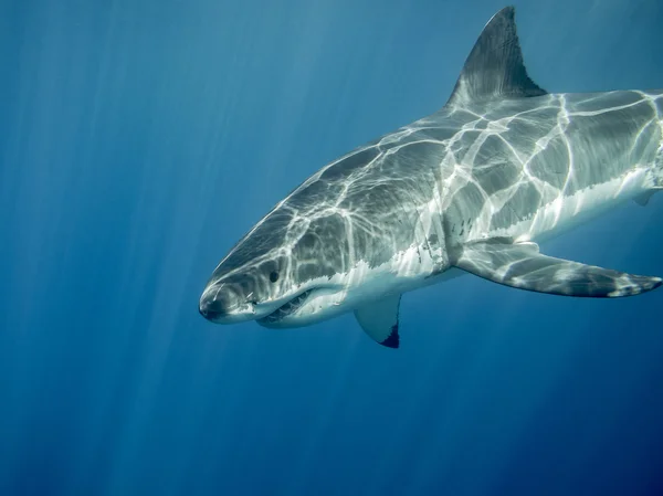 Büyük beyaz köpekbalığı güneş ışınları altında mavi okyanusta yüzmeye — Stok fotoğraf