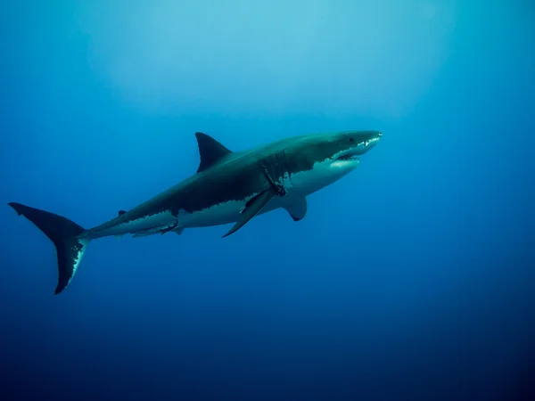 Wielki biały rekin w niebieski ocean — Zdjęcie stockowe