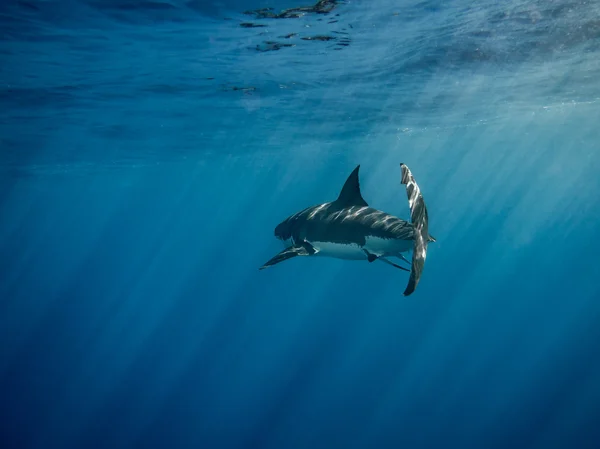 Büyük beyaz köpekbalığı Kaudal fin güneş ışınları mavi okyanusun altında Yüzme