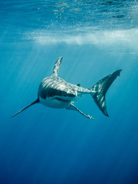 Grote witte haai fings en tanden in de blauwe oceaan — Stockfoto