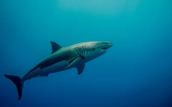 Etiquetado gran tiburón blanco en el océano azul —  Fotos de Stock